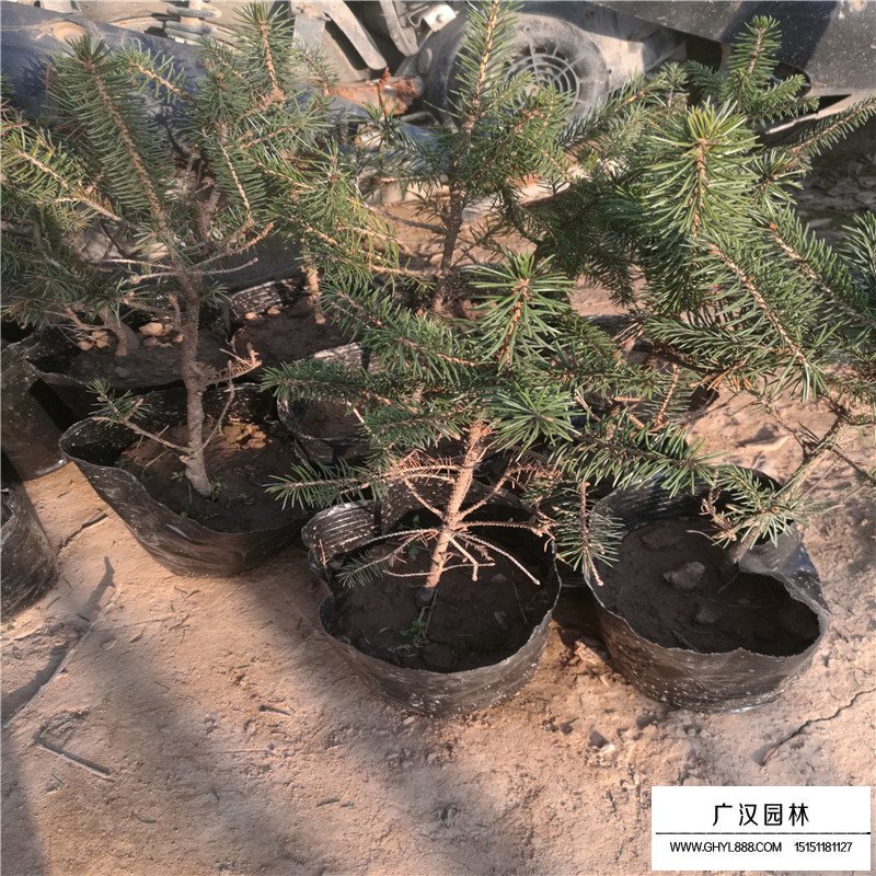 沭陽云杉苗基地