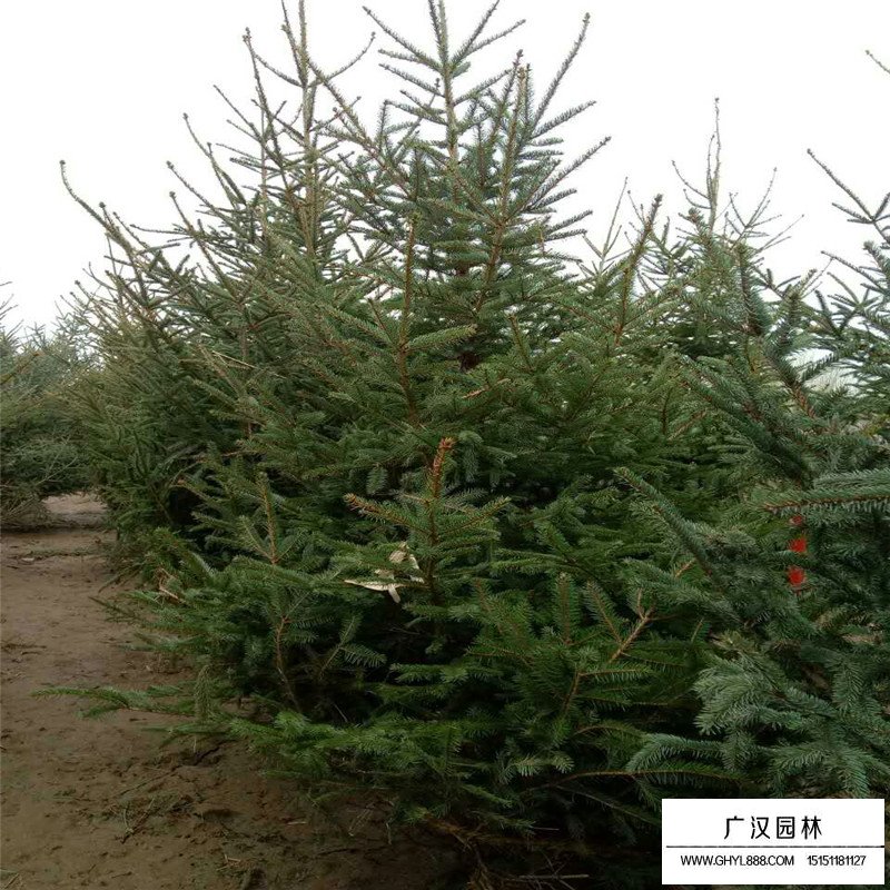 沭陽云杉苗基地