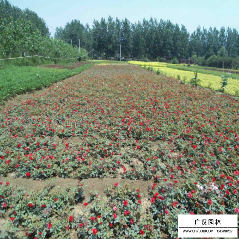 紅帽子月季價格