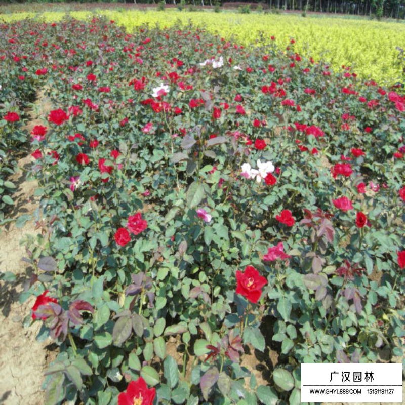 紅帽子月季價格