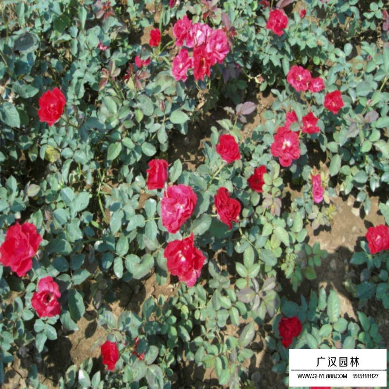 紅帽子月季價格