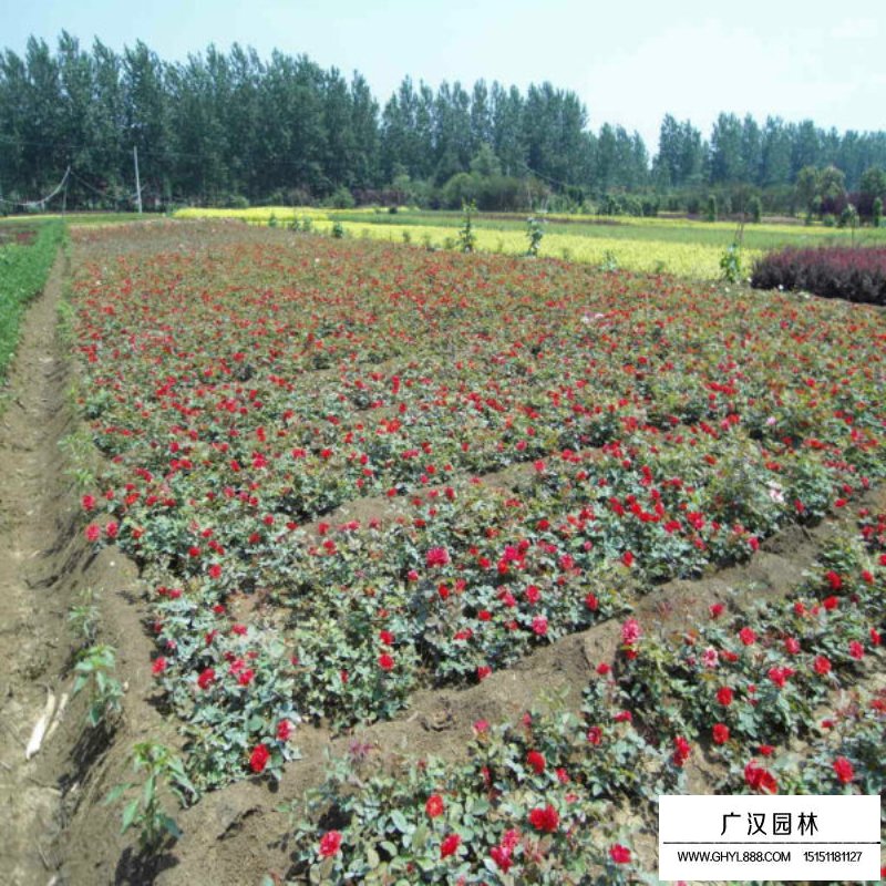 紅帽子月季價格