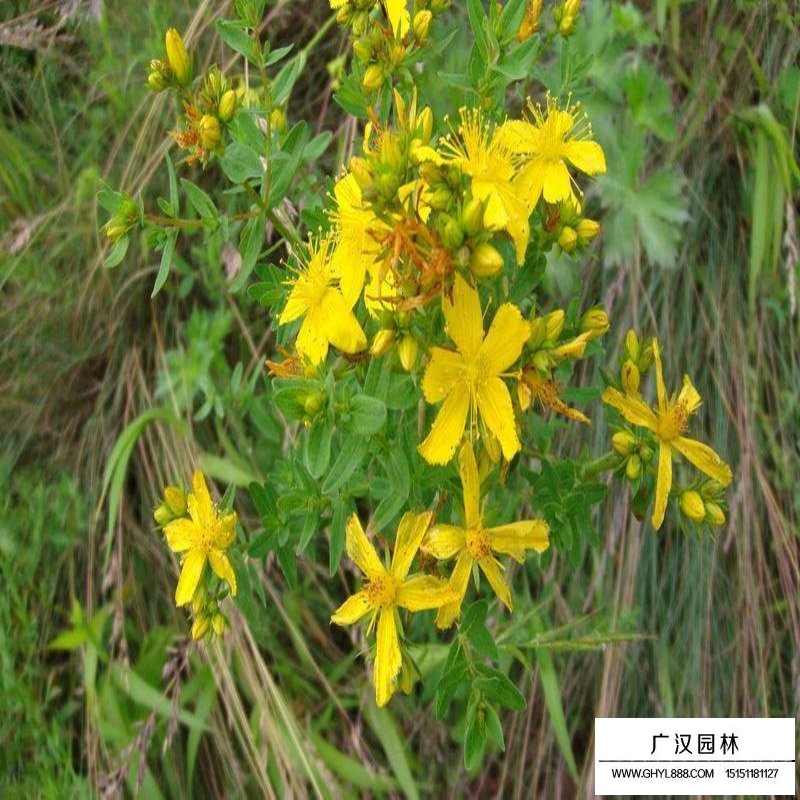 黃金條最新價格