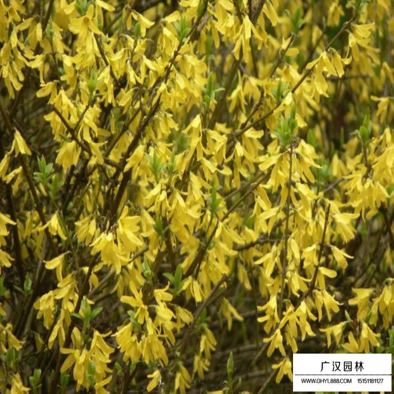 黃金條最新價格