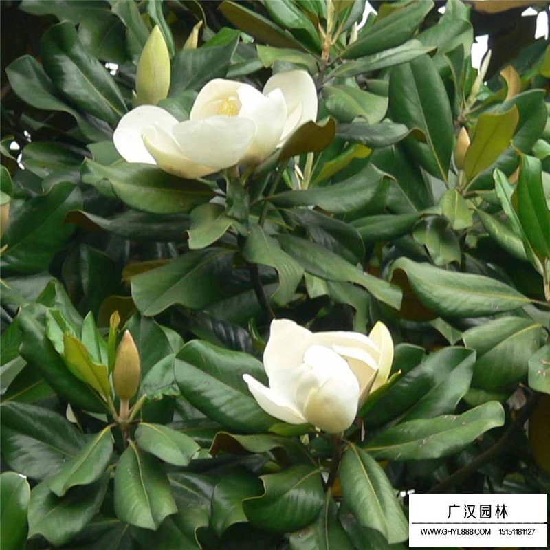 哪里的廣玉蘭樹(shù)苗最便宜(圖2)