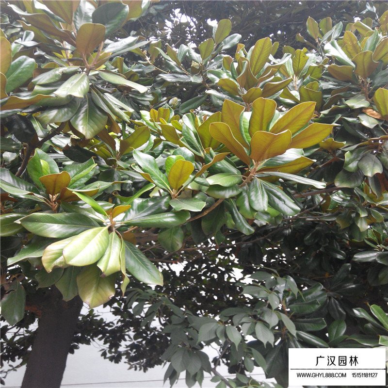 哪里的廣玉蘭樹(shù)苗最便宜(圖3)