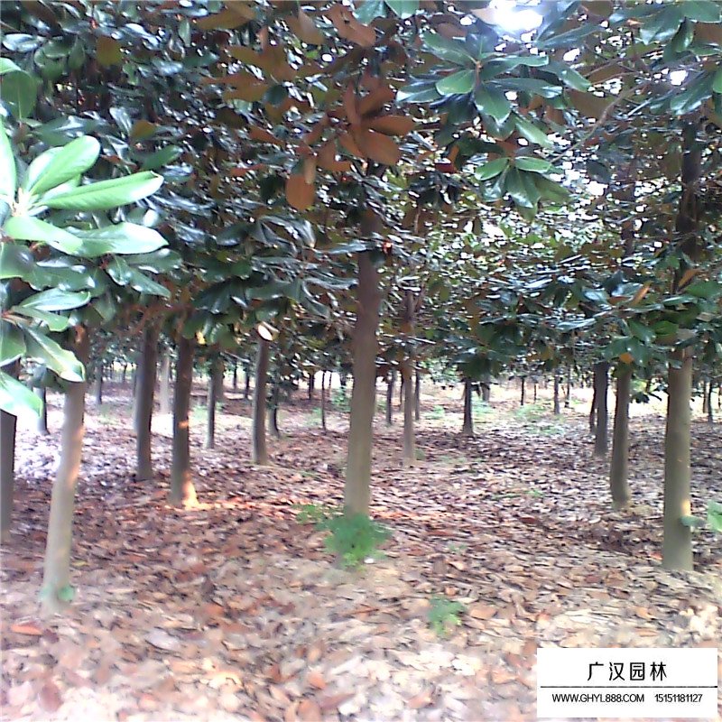 哪里的廣玉蘭樹(shù)苗最便宜(圖6)