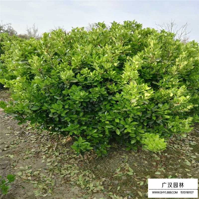 一米冠幅的大葉黃楊球價(jià)格