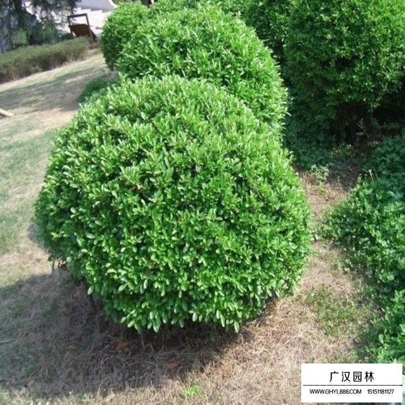 一米冠幅的大葉黃楊球價(jià)格