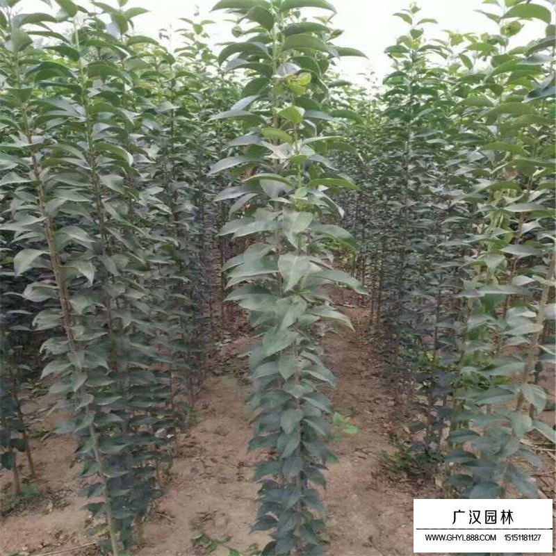 最新的大葉女貞的價格