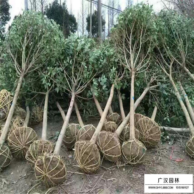 最新的大葉女貞的價格