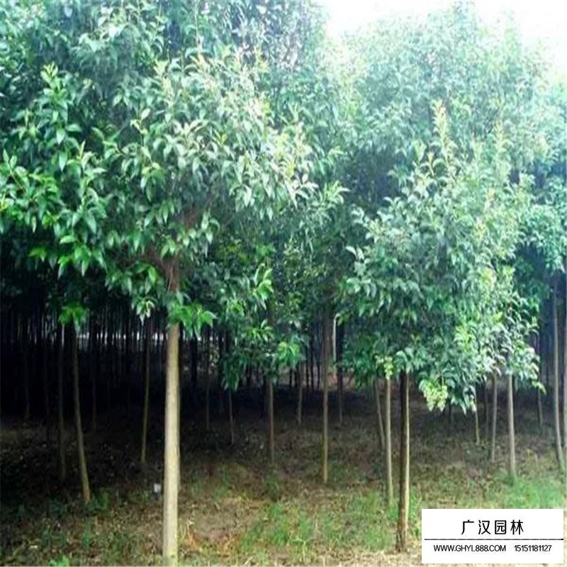 最新的大葉女貞的價格