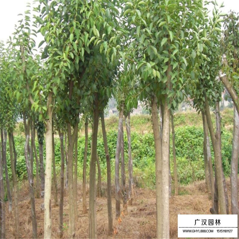 最新的大葉女貞的價格