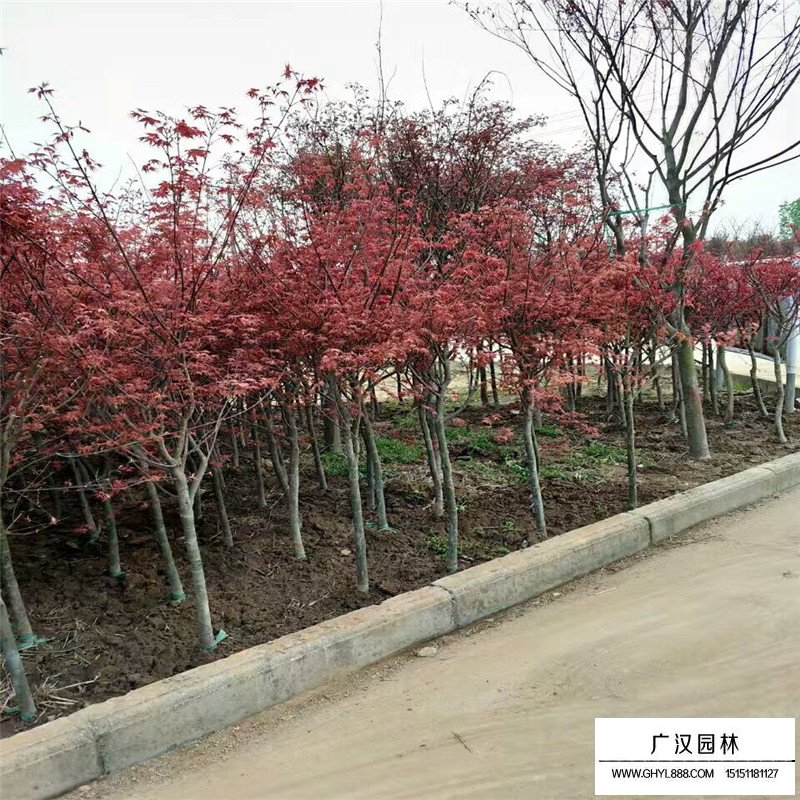 中國(guó)紅楓最新價(jià)格