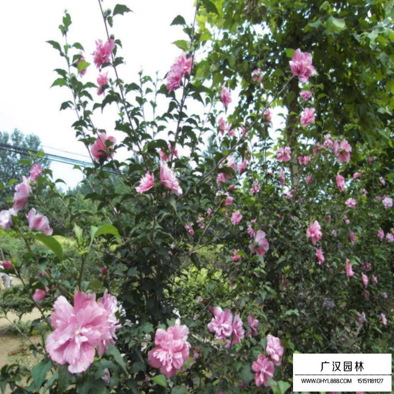 最新的獨桿木槿價格表