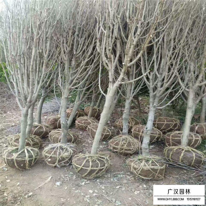 最新的獨桿木槿價格表