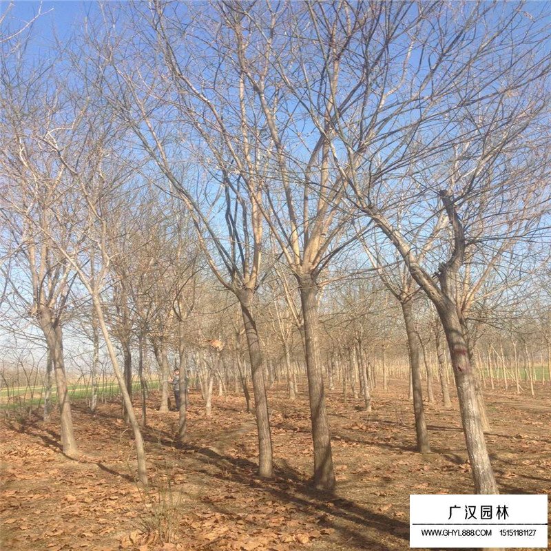 速生國槐小苗價格