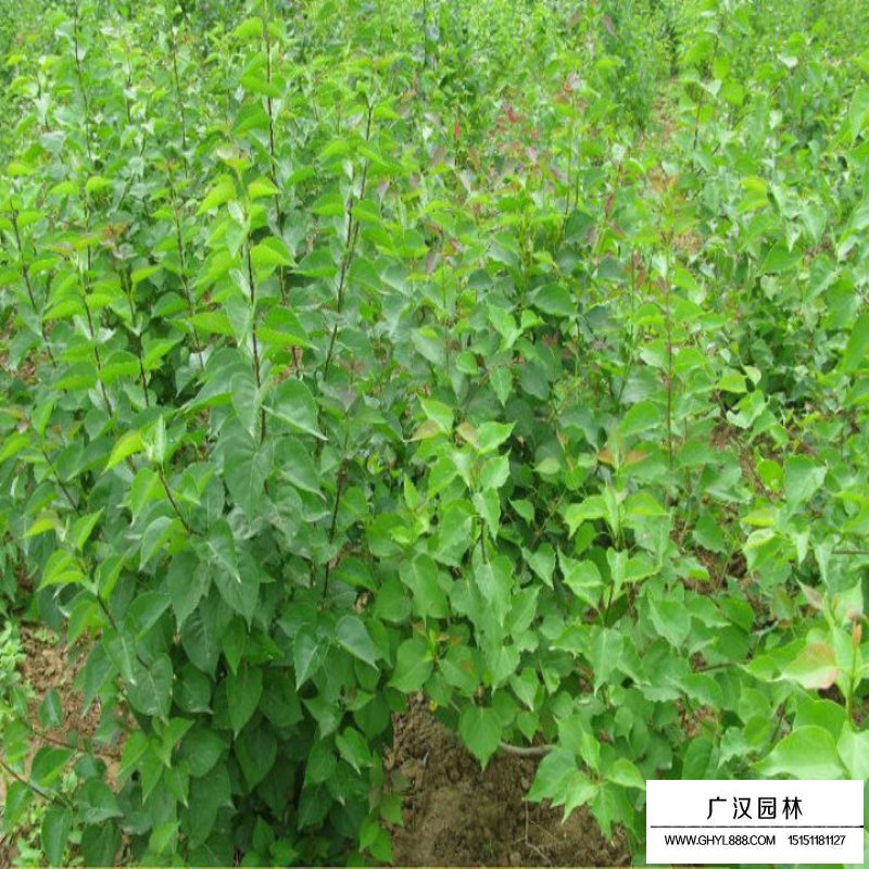 暴馬丁香與丁香的區(qū)別(圖4)