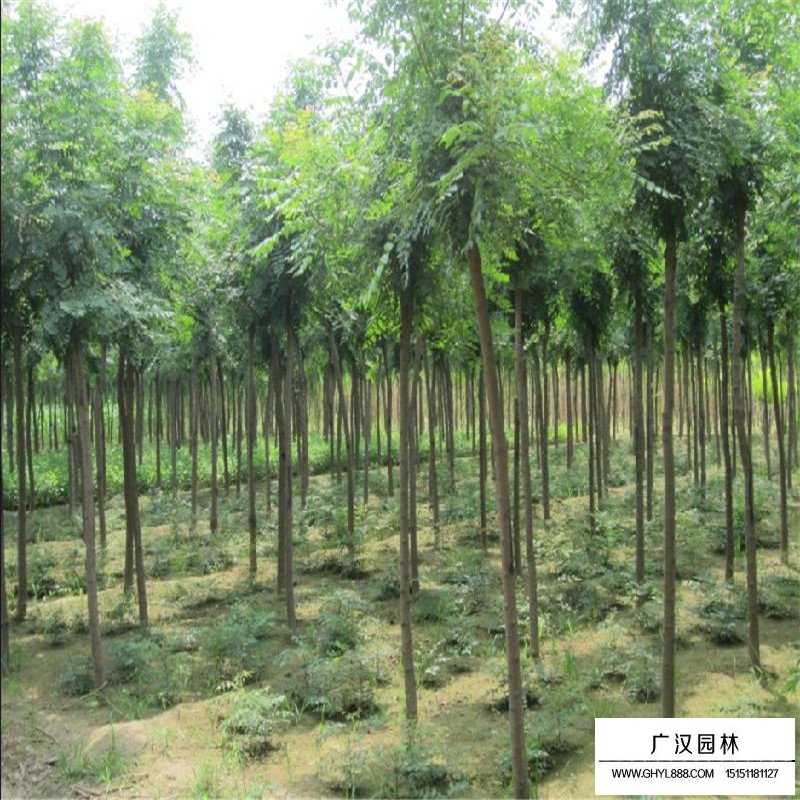 最新的黃山欒樹價(jià)格表