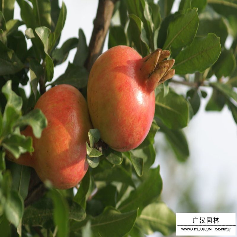 最新的花石榴苗價格