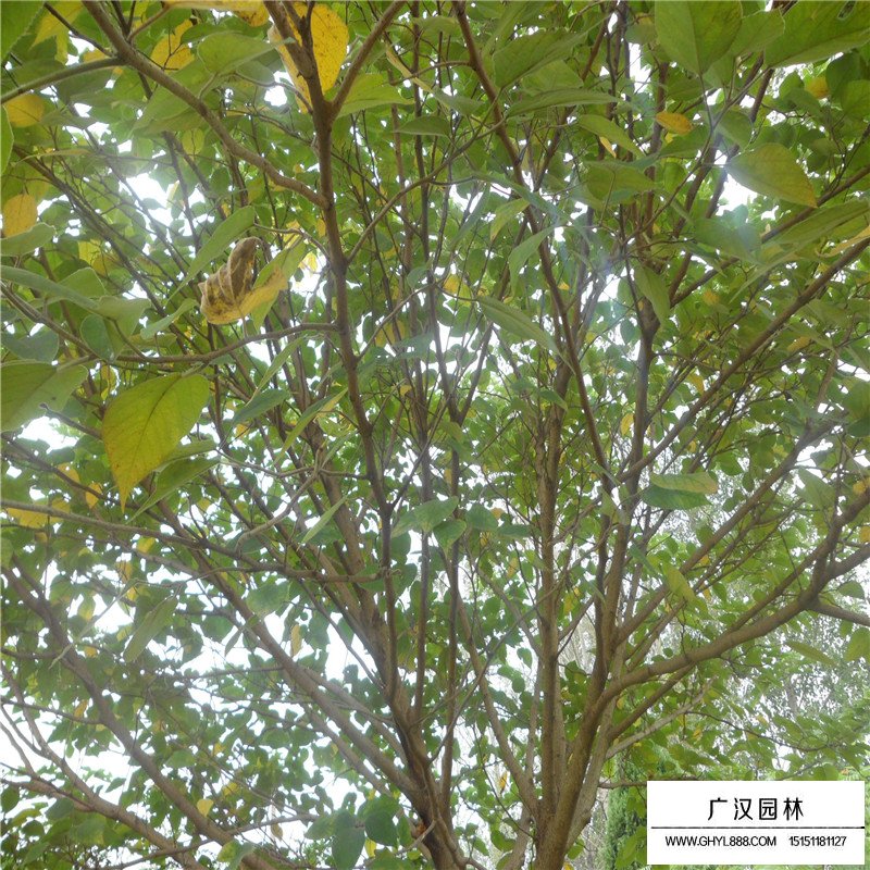 最新的構(gòu)樹小苗價格表