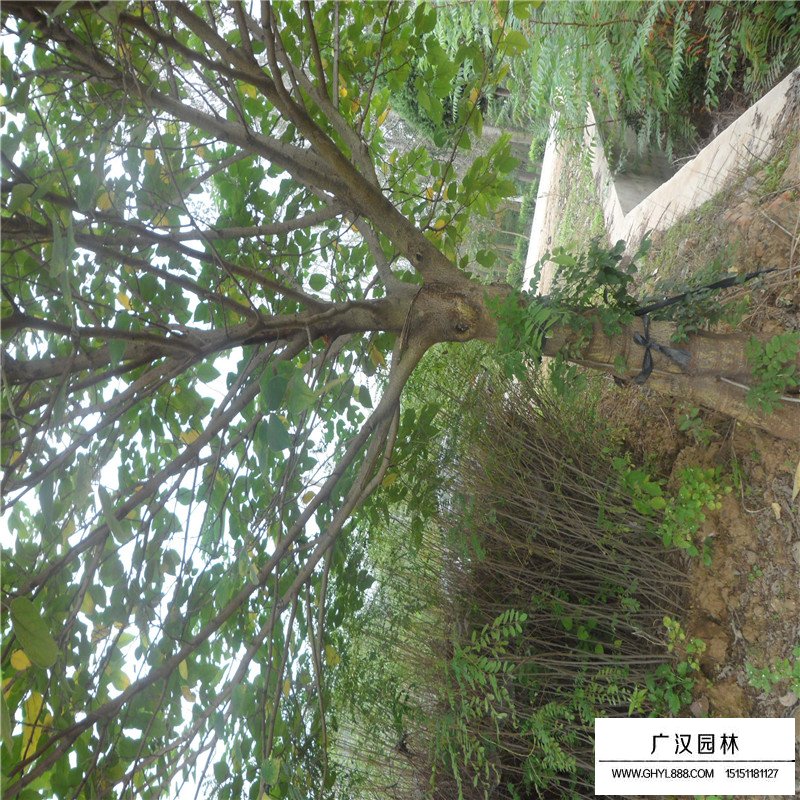 最新的構(gòu)樹小苗價格表