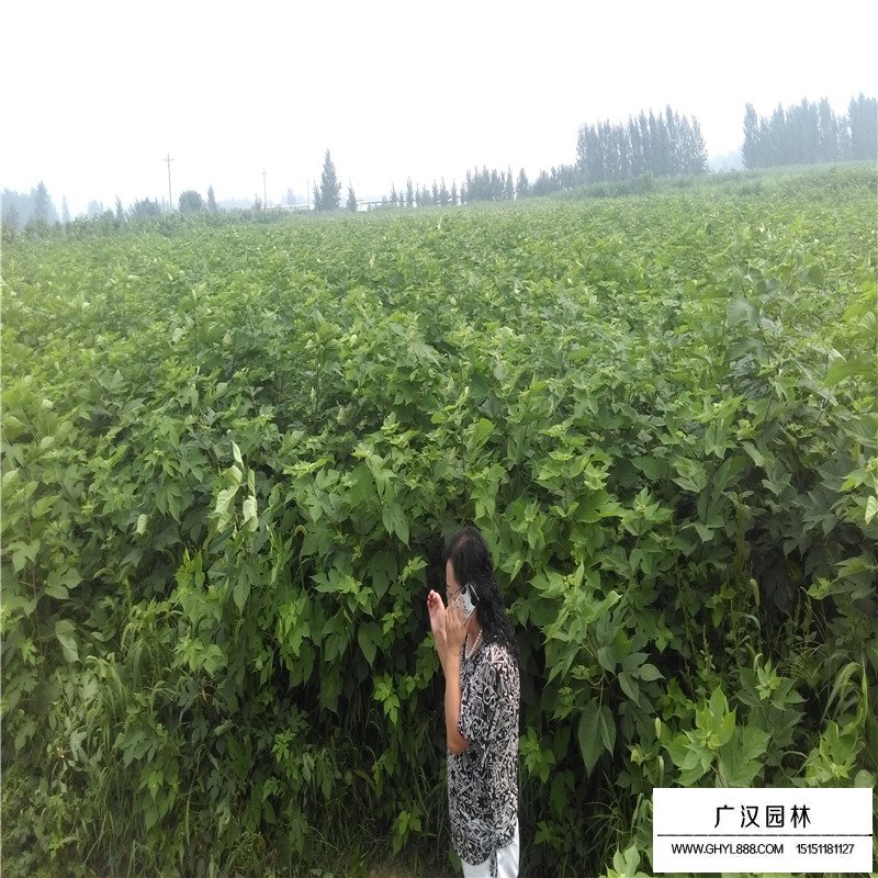 最新的構(gòu)樹小苗價格表