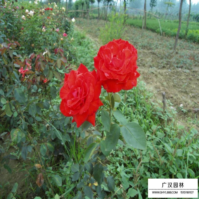 黃帽月季的園林應(yīng)用