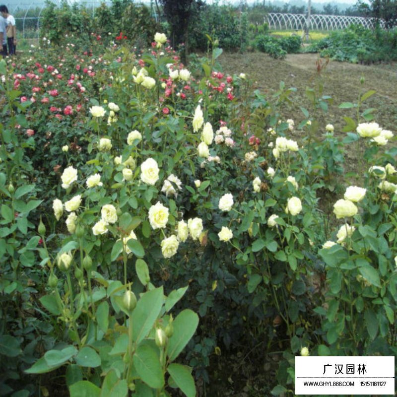 黃帽月季的園林應(yīng)用