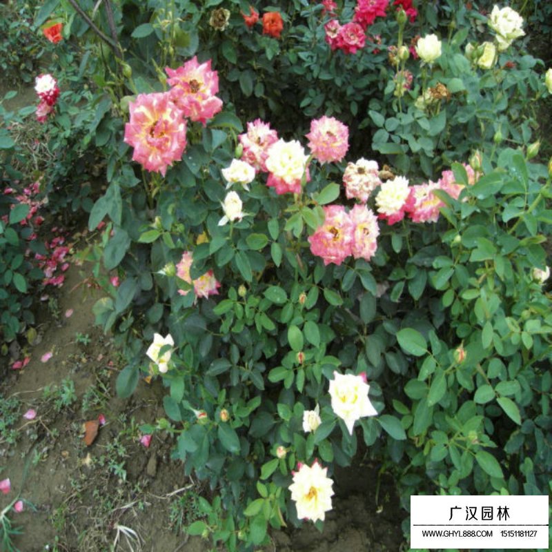 黃帽月季的園林應(yīng)用