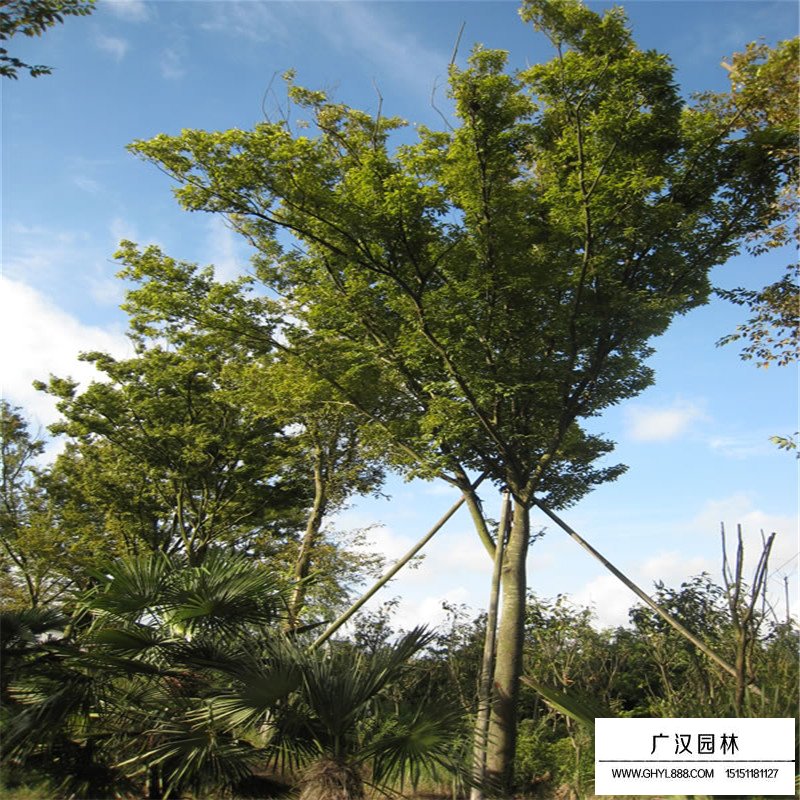 紅櫸樹價(jià)格