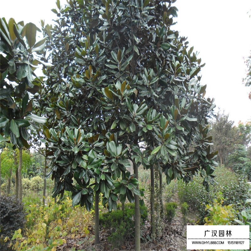 廣玉蘭價(jià)格