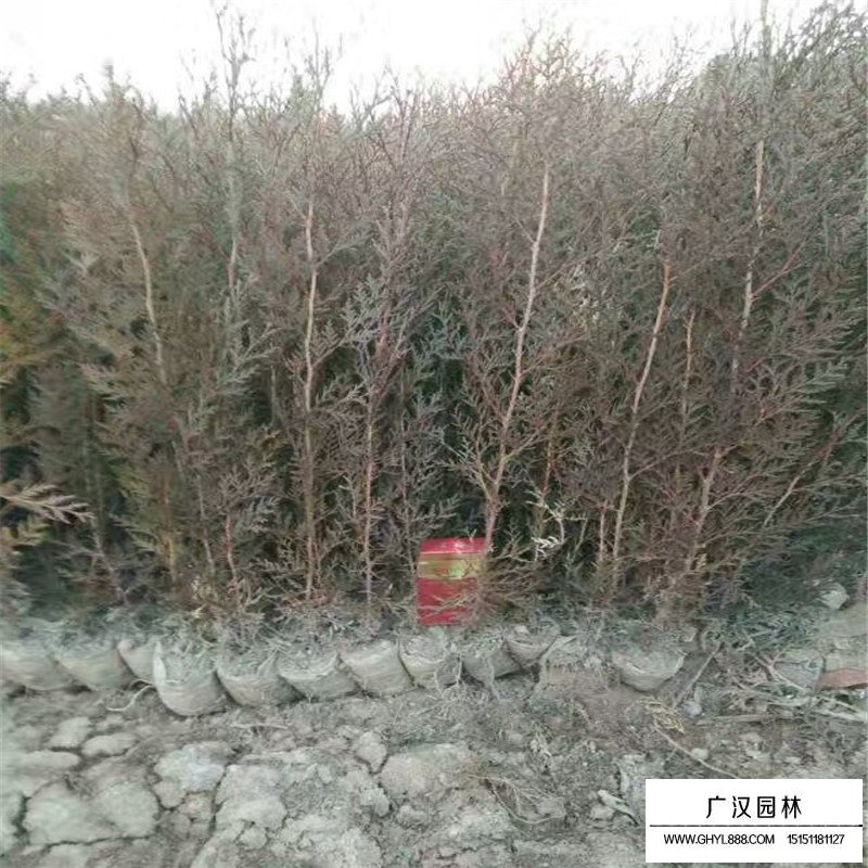 側(cè)柏苗批發(fā)