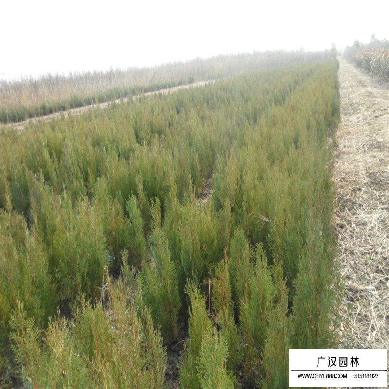 側(cè)柏苗批發(fā)