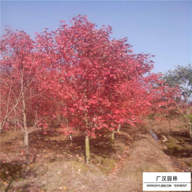 美國紅楓樹苗價格