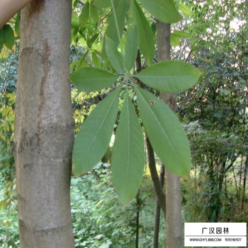 紅花七葉樹苗價格