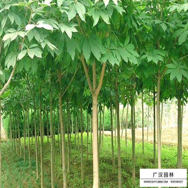 紅花七葉樹苗價格