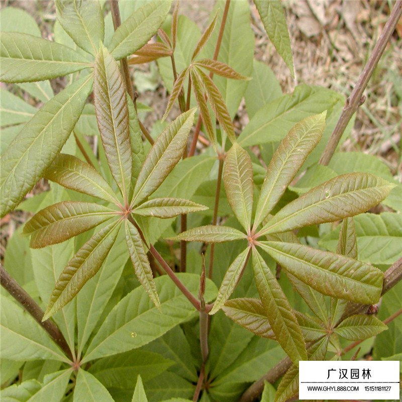 紅花七葉樹苗價格