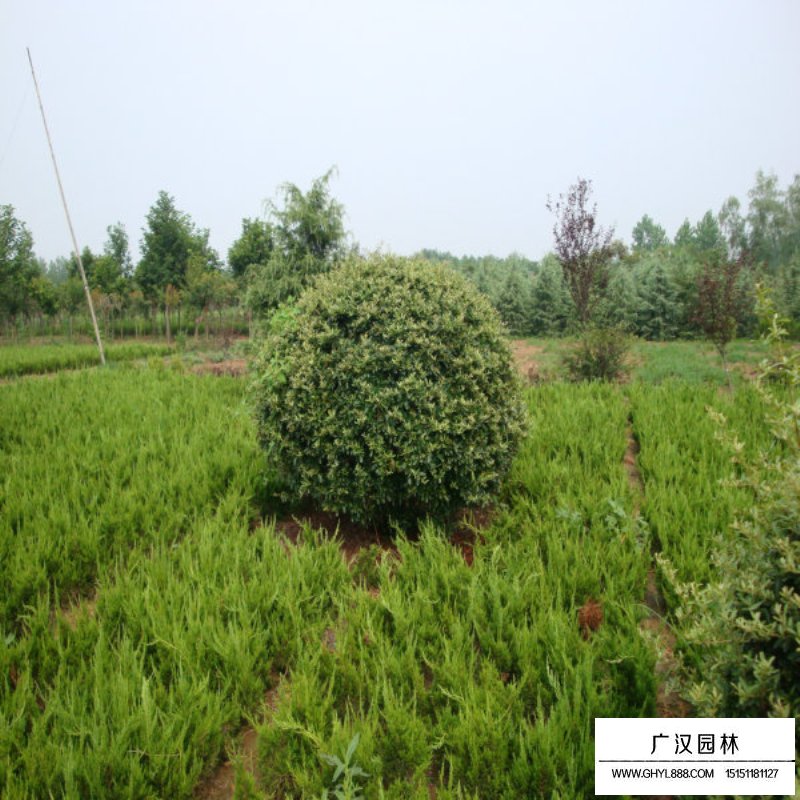 火棘苗批發(fā)