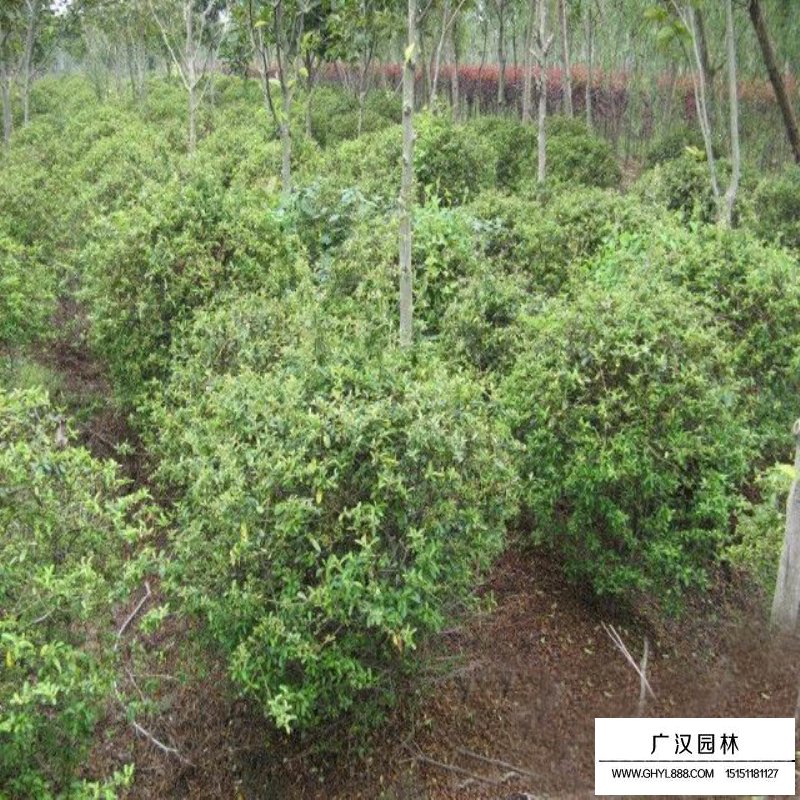 火棘苗批發(fā)