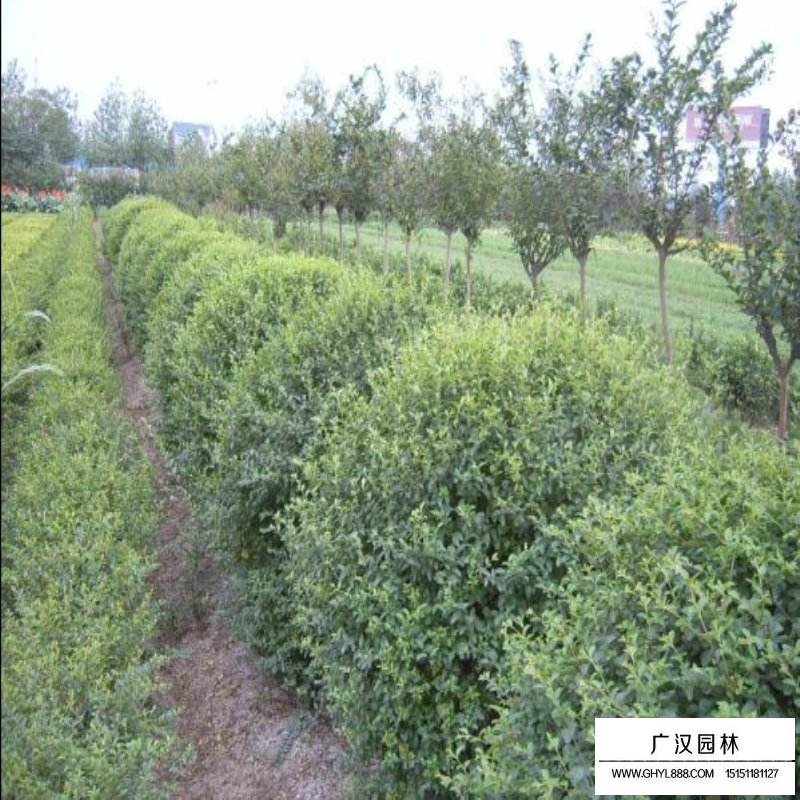 火棘苗批發(fā)