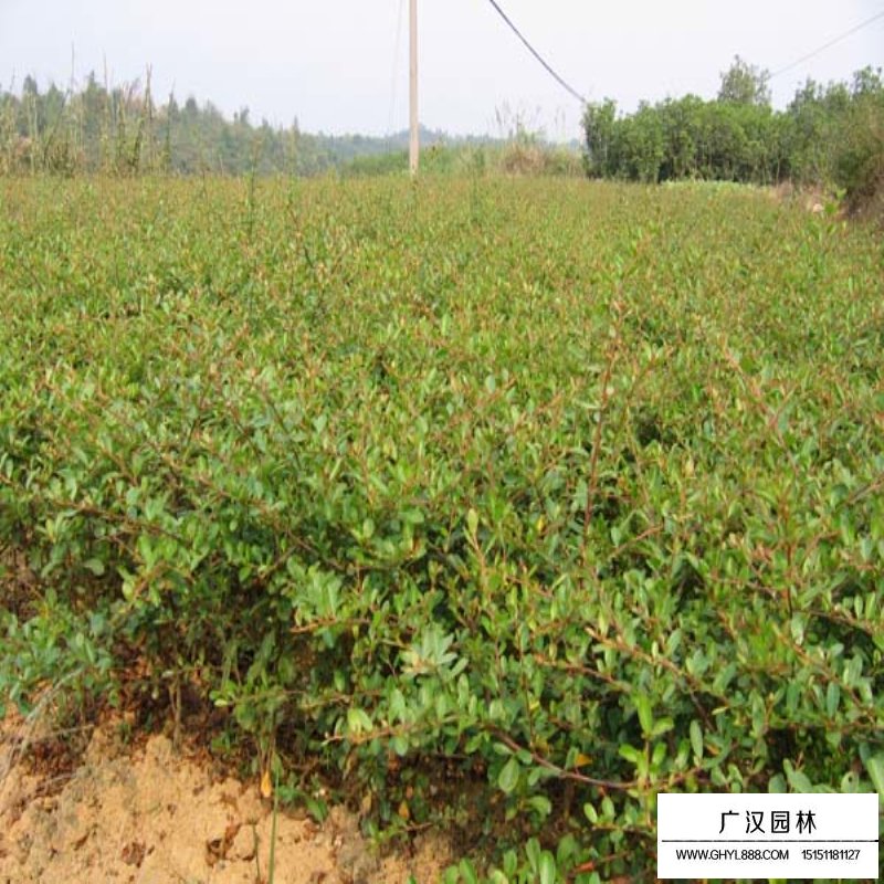 火棘苗批發(fā)