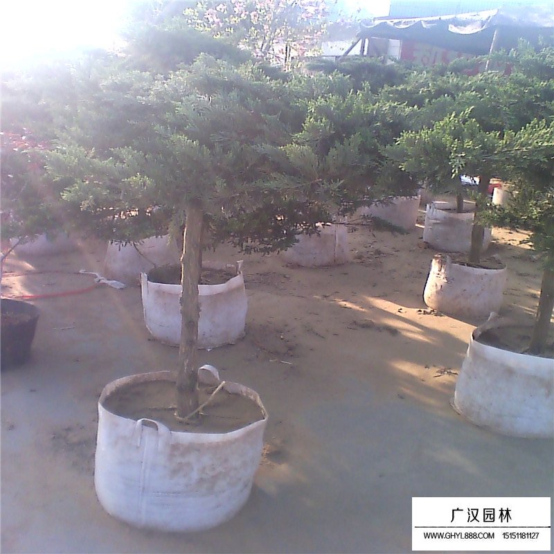 高桿地龍價(jià)格