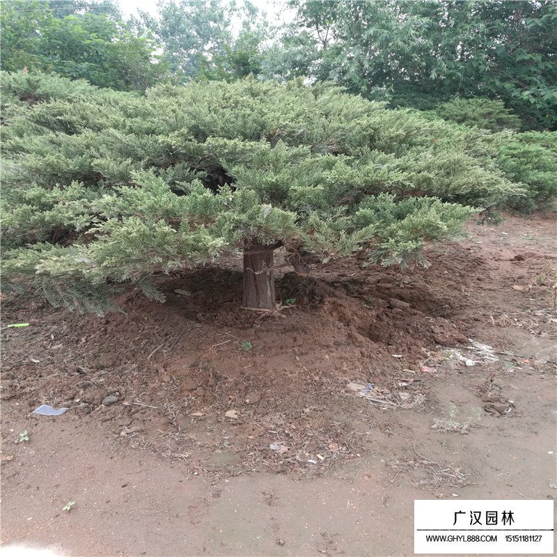 高桿地龍價(jià)格