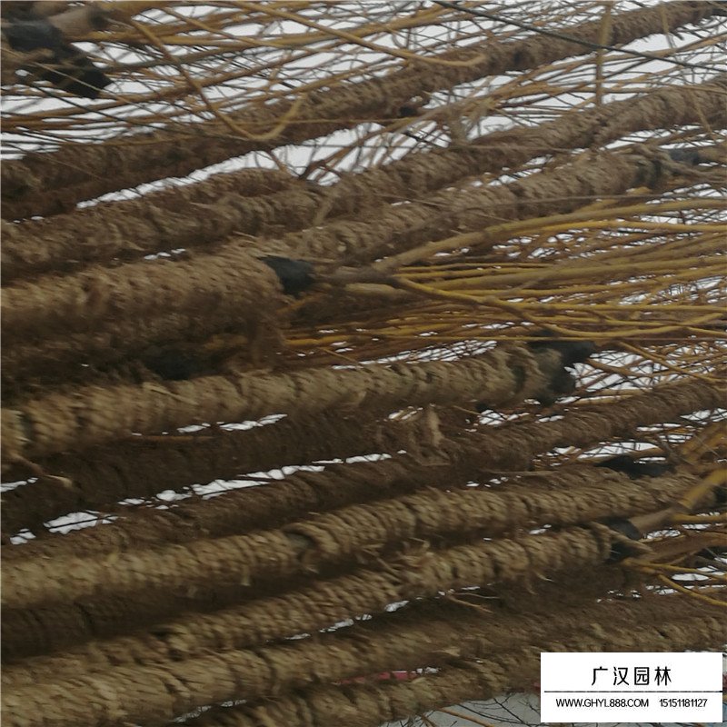 黃金槐樹苗價(jià)格