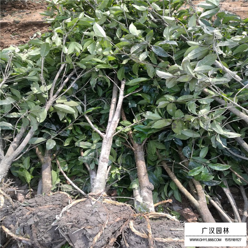 桂花樹苗價(jià)格