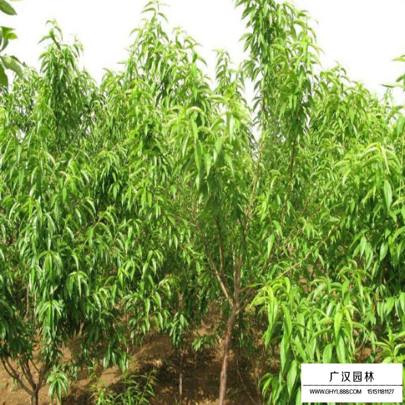 紅葉碧桃和碧桃的區(qū)別