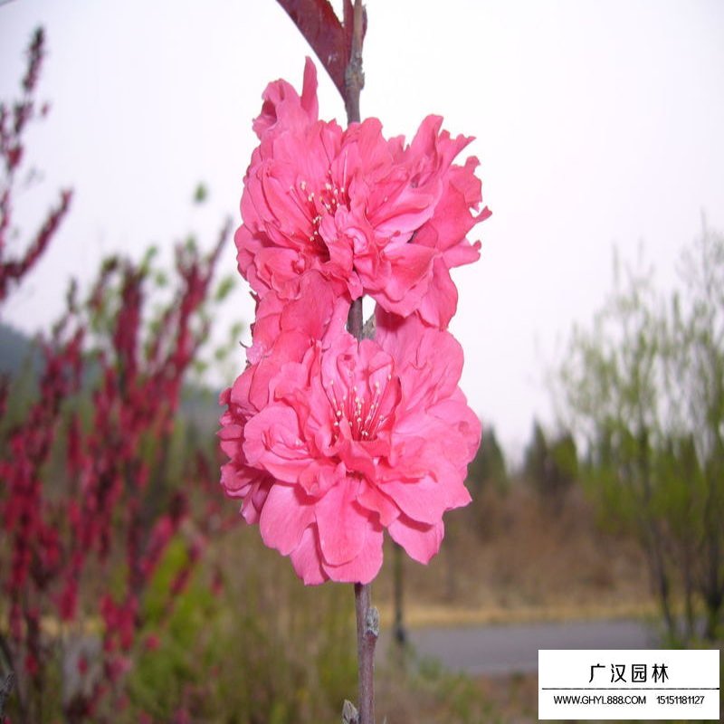 紅葉碧桃和碧桃的區(qū)別