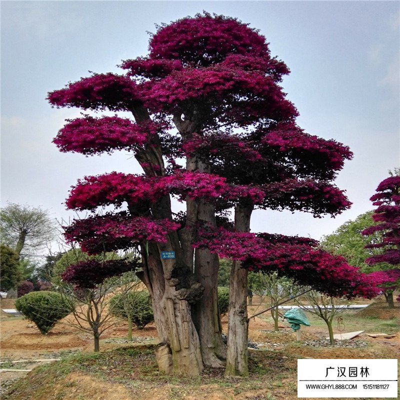 紅花繼木小苗價(jià)格