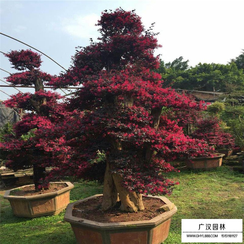 紅花繼木小苗價(jià)格